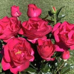 Blooms for Joy Rose 5lt