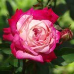 Born-2-Care Rose 5lt