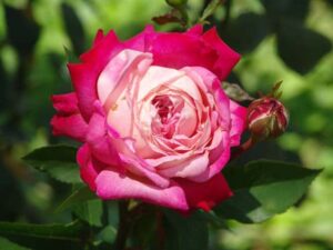 Born-2-Care Rose 5lt