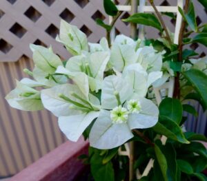 Bougainvillea Alba 20lt Bougainvillea Alba 20lt