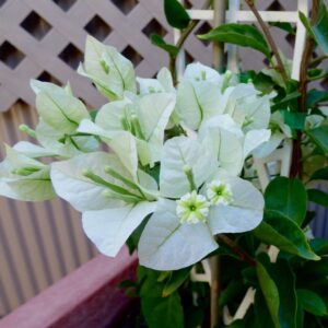 Bougainvillea Alba 20lt