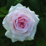 Brumilda van Rensburg Rose 5lt