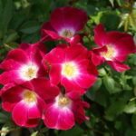 Butterfly Kisses Rose 5lt