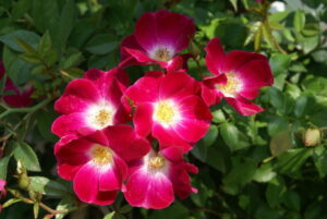 Butterfly Kisses Rose 5lt