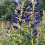 Campanula Latifolia (Common Blue) 15cm Pot Common Name: Broad-leaved Bellflower, Common Blue Bellflower