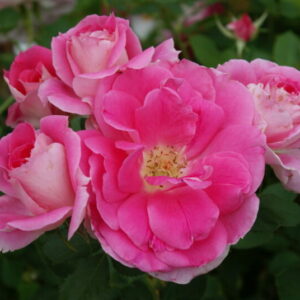 Carefree Wonder Rose 5lt