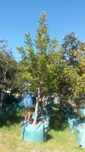 Ceratonia Siliqua 500lt Tree Common Name: Carob Tree, Locust Tree Ceratonia Siliqua 500lt Tree Common Name: Carob Tree, Locust Tree
