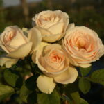 Champagne Pearl Rose 5lt