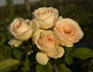Champagne Pearl Rose 5lt