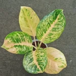 Aglaonema Tiger Stripes 23cm Pot Common Name: Chinese Evergreen ' bright pink, red, or silvery-white stripes'