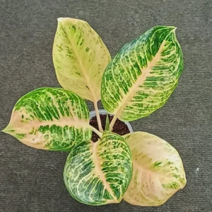 Aglaonema Tiger Stripes 23cm Pot Common Name: Chinese Evergreen ' bright pink, red, or silvery-white stripes'