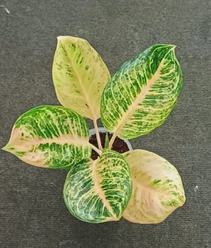 Aglaonema Tiger Stripes 23cm Pot Common Name: Chinese Evergreen ' bright pink, red, or silvery-white stripes'