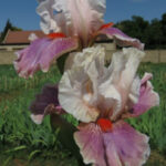 Bearded Iris Chinese Treasure