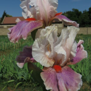 Bearded Iris Chinese Treasure Bearded Iris Chinese Treasure