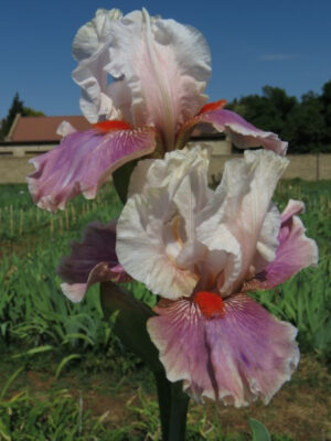 Bearded Iris Chinese Treasure Bearded Iris Chinese Treasure