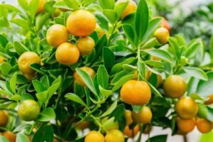 Citrus × microcarpa 500lt Common Name: Calamondin Orange Citrus × microcarpa 500lt Common Name: Calamondin Orange