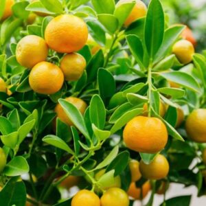 Citrus × microcarpa 500lt Common Name: Calamondin Orange 
