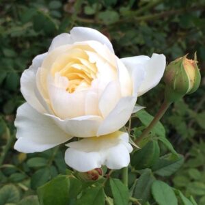 Claire Austin Rose 5lt