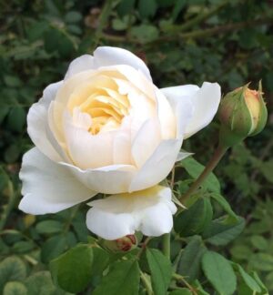 Claire Austin Rose 5lt