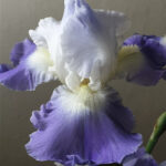 Bearded Iris Clarence