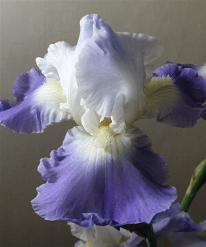 Bearded Iris Clarence Bearded Iris Clarence