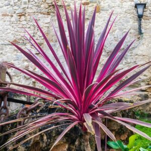 Cordyline Electric Pink TM 19cm Cordyline Electric Pink TM 19cm Pot