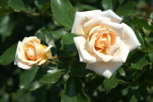 Cream Midinette Rose 5lt Cream Midinette Rose 5lt