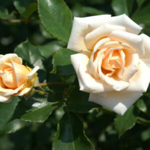 Cream Midinette Rose 5lt