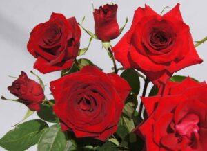 Crimson Velvet Dress Rose 5lt