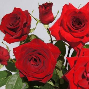 Crimson Velvet Dress Rose 5lt