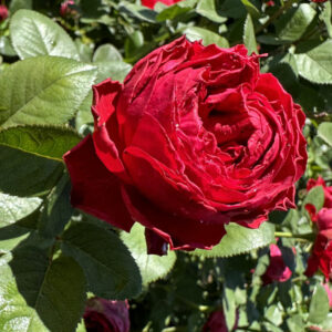 Dainfern Passion LUDarcholn(P) Rose 5lt
