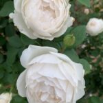 Desdemona AUSkindling Rose 5lt