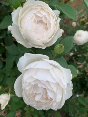 Desdemona AUSkindling Rose 5lt