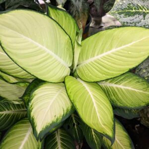 Dieffenbachia Tropic Mariana 15cm Pot
