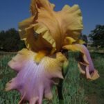 Bearded Iris Drury Lane