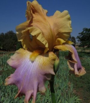 Bearded Iris Drury Lane Bearded Iris Drury Lane