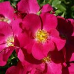 Duncan’s Rose 5lt