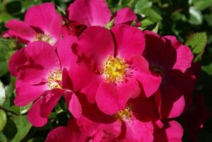 Duncan’s Rose 5lt