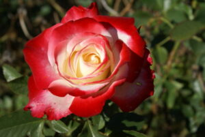 Epworth Rose LUDsunsa (P) 5lt
