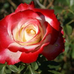 Epworth Rose LUDsunsa (P) 5lt