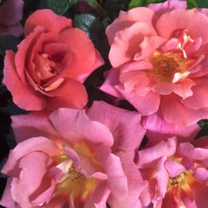 Espresso Rose 5lt