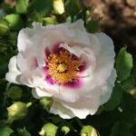 Eyes for You Rose 5lt