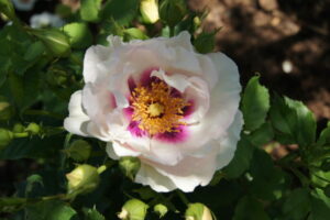 Eyes for You Rose 5lt
