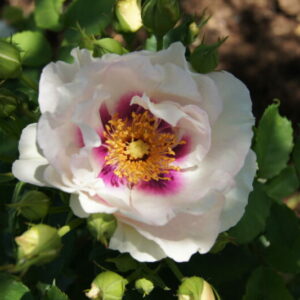 Eyes for You Rose 5lt