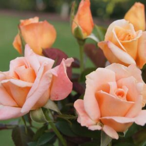 Fana Malherbe Rose 5lt