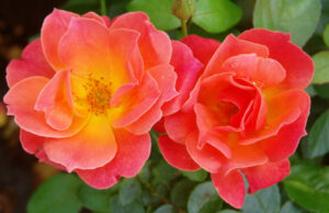 Fellowship Rose 5lt