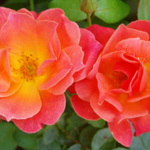 Fellowship Rose 5lt