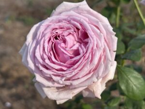 Fortune Teller LUDeleprid (P) Rose 5lt