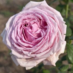 Fortune Teller LUDeleprid (P) Rose 5lt