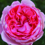 Fragonard Rose 5lt
